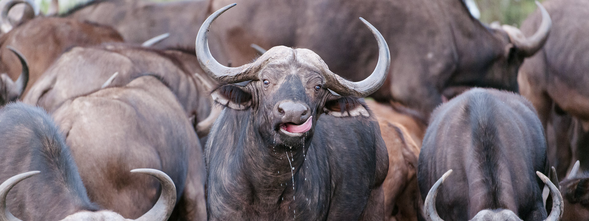 Buffalo